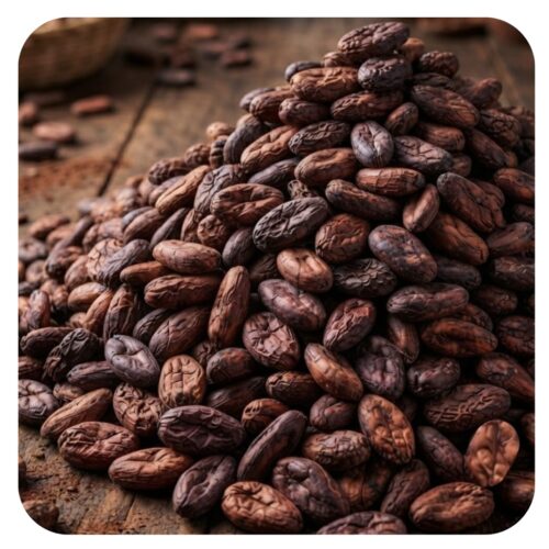 Fermented and dried Amazonian cocoa bean Fermented and dried Amazonian cocoa bean